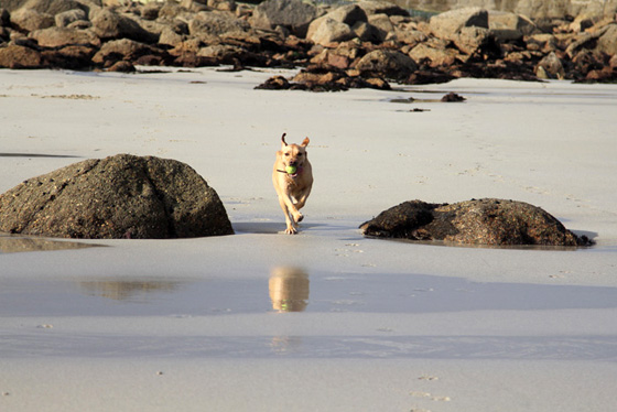 dog friendly cottage sennen lands end